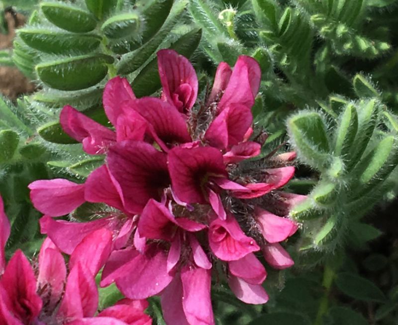 Anthyllis montana (Fabaceae)